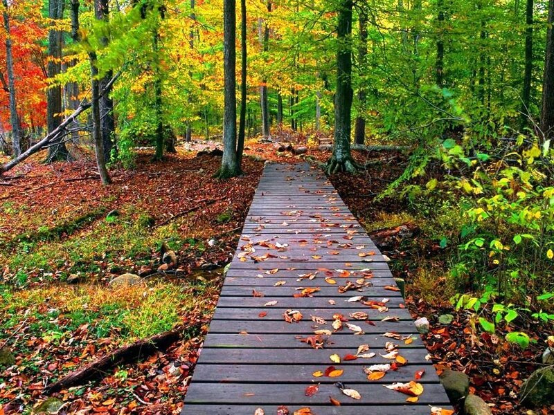 Wooden Boardwalk in Forest — Green