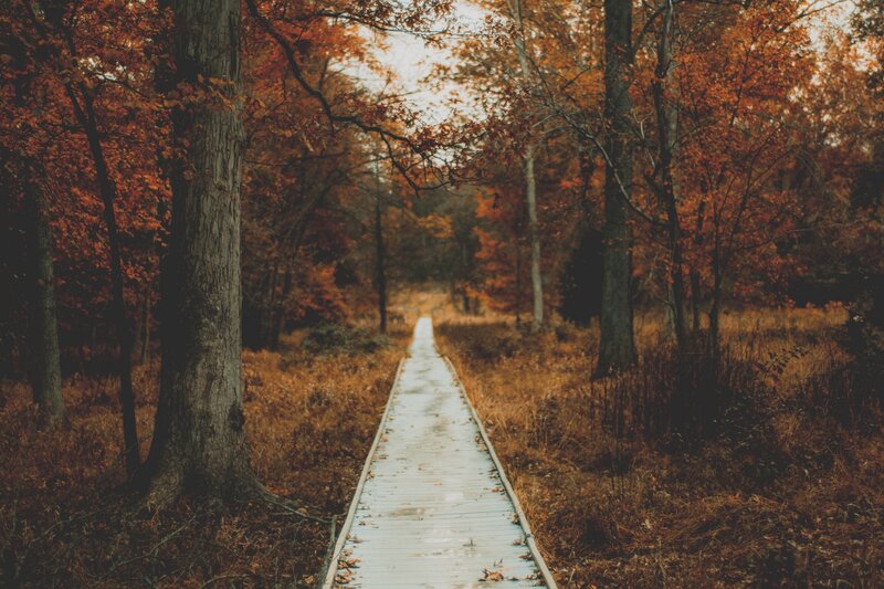 Wooden Boardwalk in Forest — Orange, Serene, Autumn, Photograph