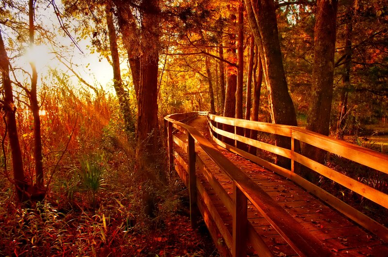 Wooden Boardwalk in Forest — Orange, Serene