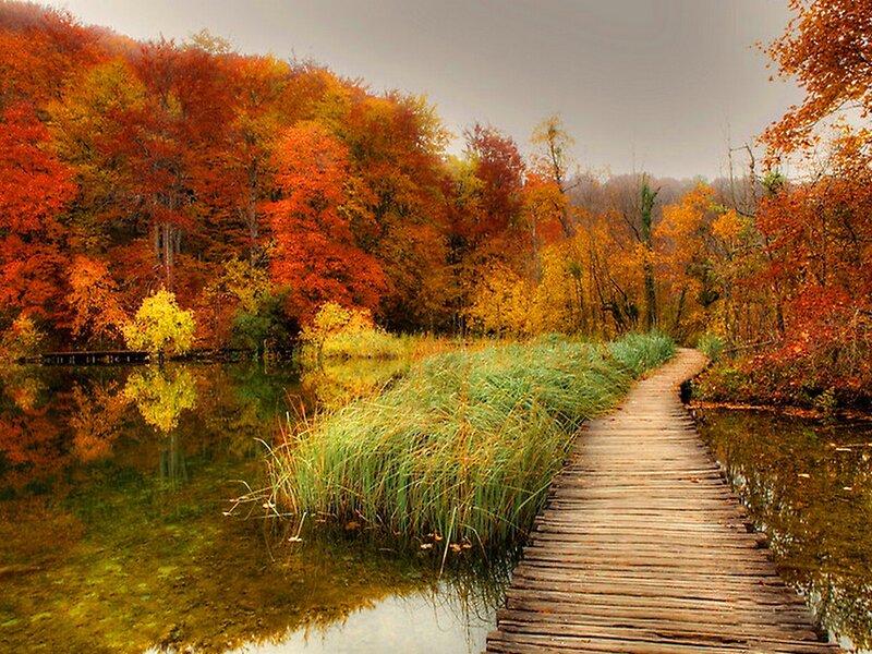Wooden Boardwalk in Forest — Orange