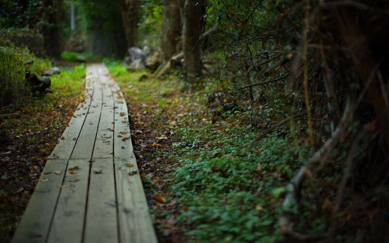 Wooden Boardwalk in Forest — Photograph