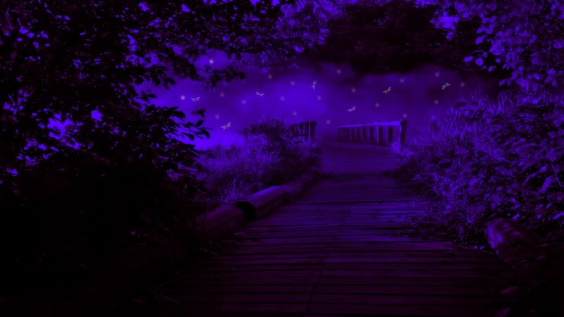 Wooden Boardwalk in Forest — Purple