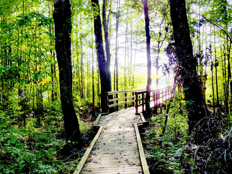 Wooden boardwalk in forest