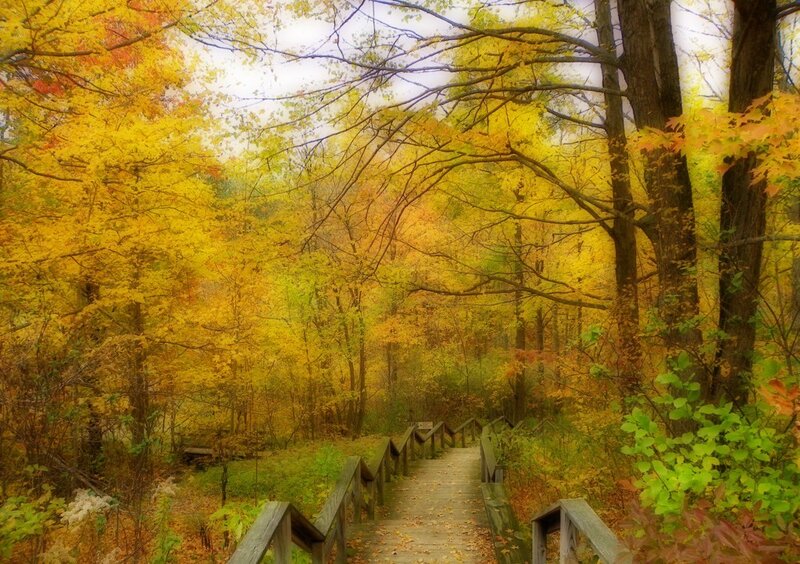 Wooden Boardwalk in Forest — Yellow