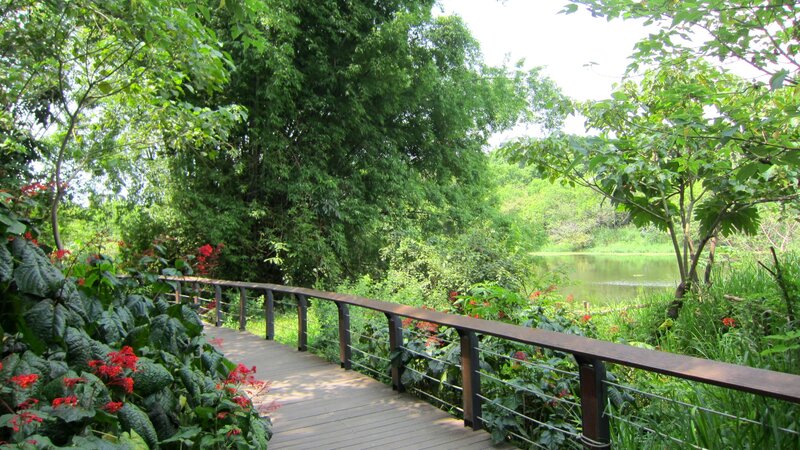 Wooden Boardwalk in Garden