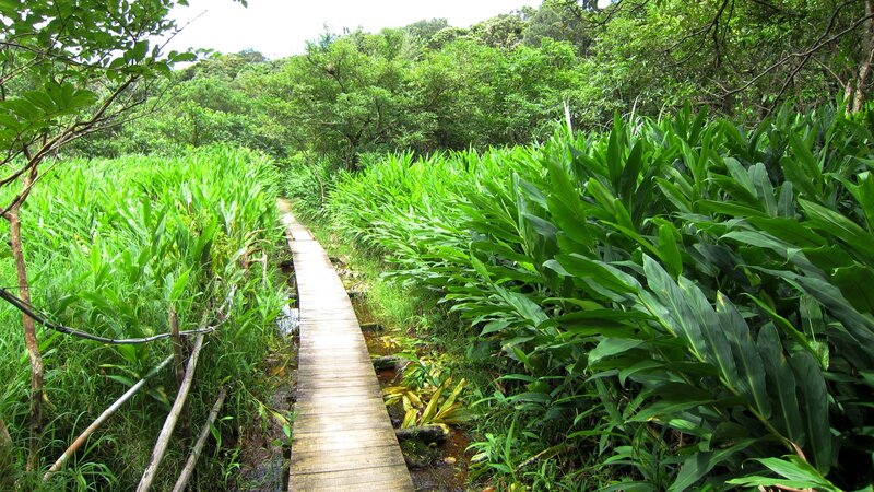 Wooden Boardwalk in Jungle