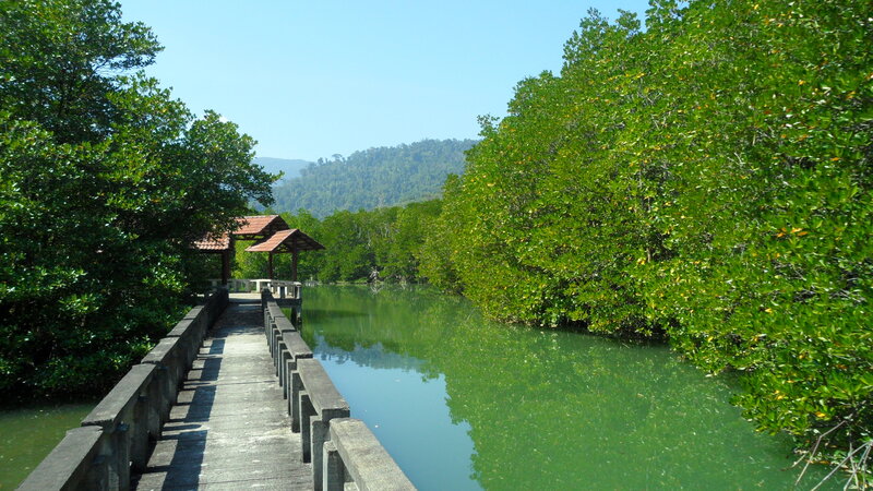 Wooden Boardwalk in Mangrove