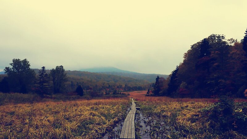 Wooden Boardwalk in Marsh — Brown