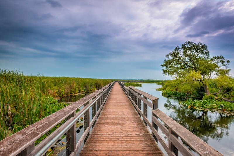 Wooden Boardwalk in Marsh — Green, Serene, Afternoon, Photograph