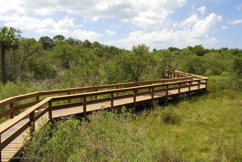Wooden Boardwalk in Marsh — Green