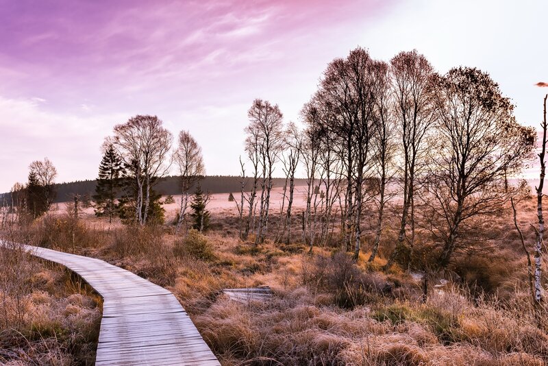 Wooden Boardwalk in Marsh — Purple