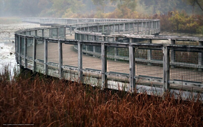 Wooden boardwalk in misty wetland