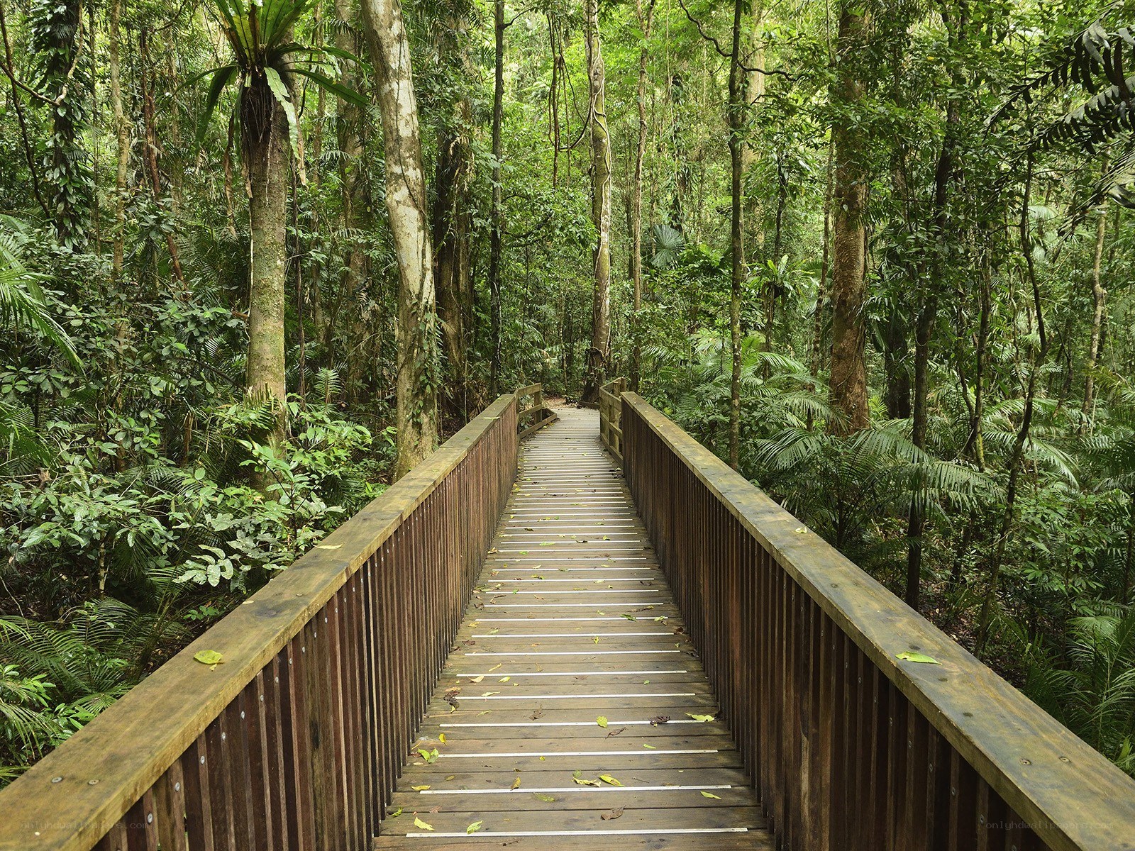 Wooden boardwalk in rainforest