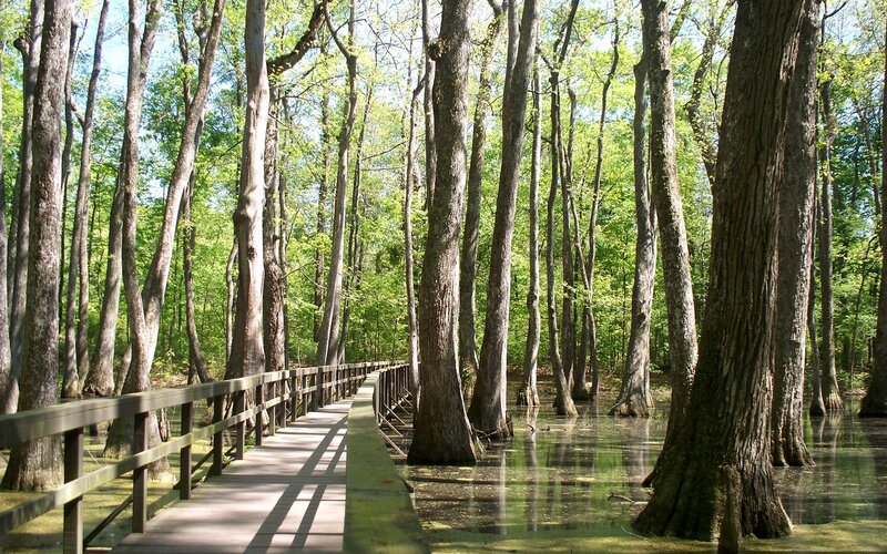 Wooden Boardwalk in Swamp — Green