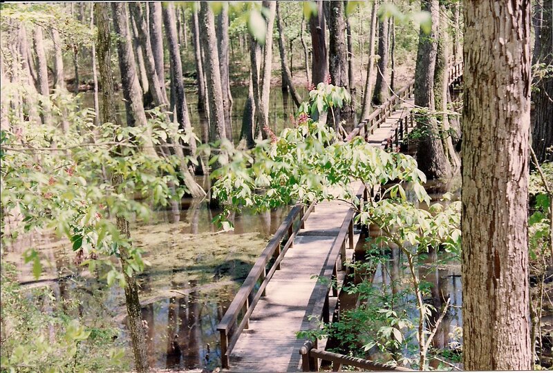 Wooden Boardwalk in Swamp