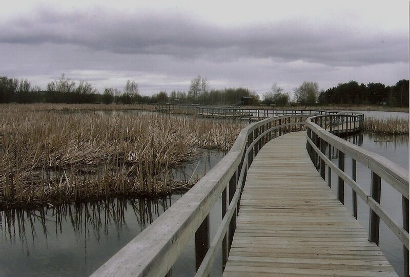 Wooden boardwalk over wetlands