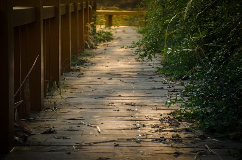 Wooden Boardwalk Path