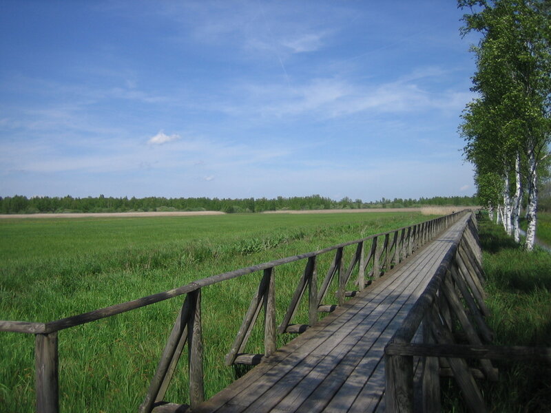 Wooden boardwalk through a marsh