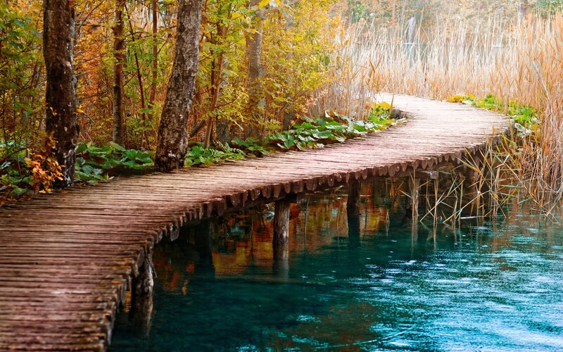 Wooden boardwalk through autumn forest