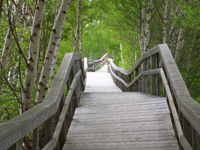 Wooden boardwalk through birch forest
