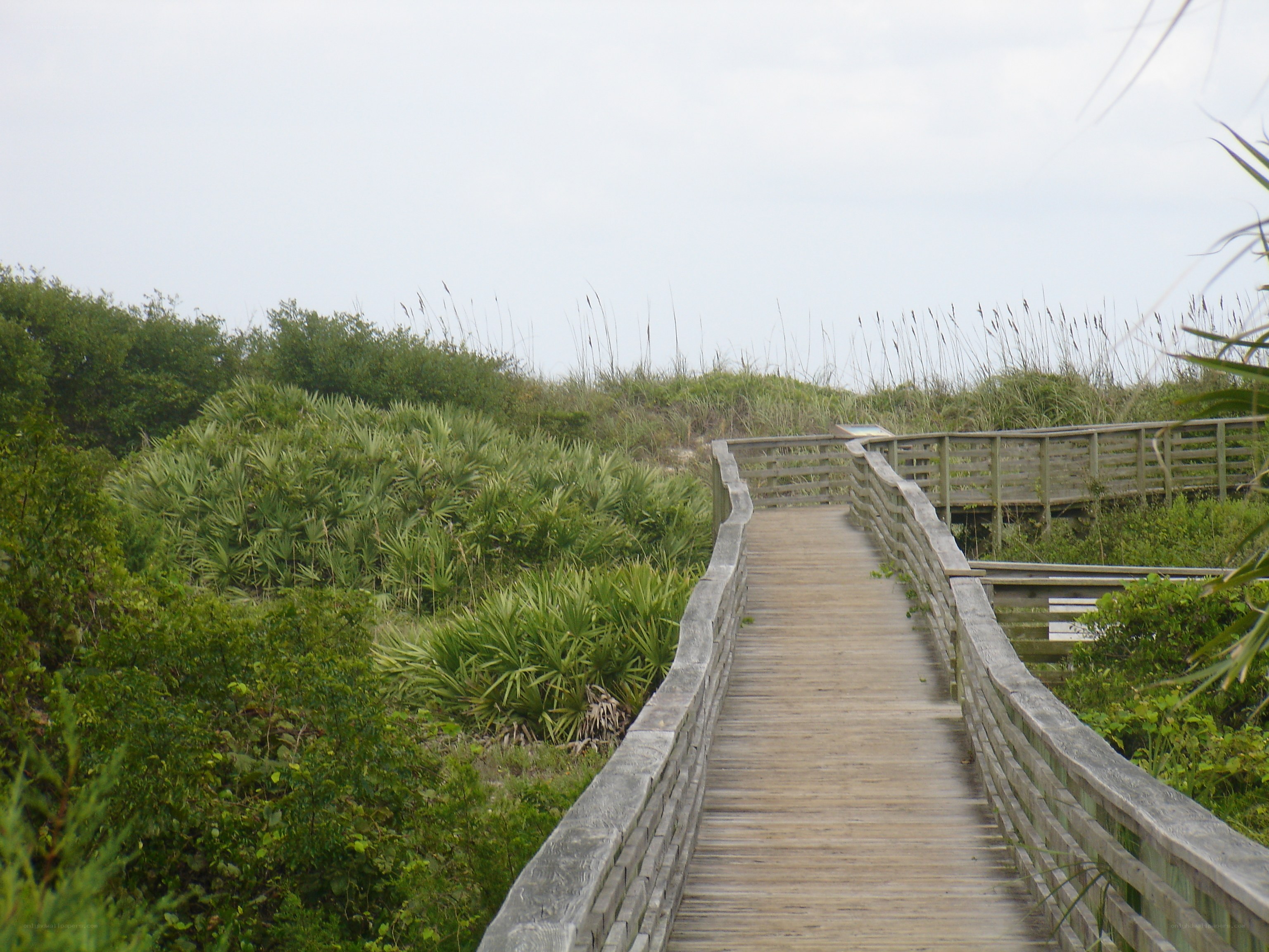 Wooden boardwalk through dunes