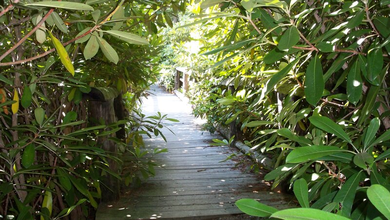 Wooden Boardwalk Through Foliage