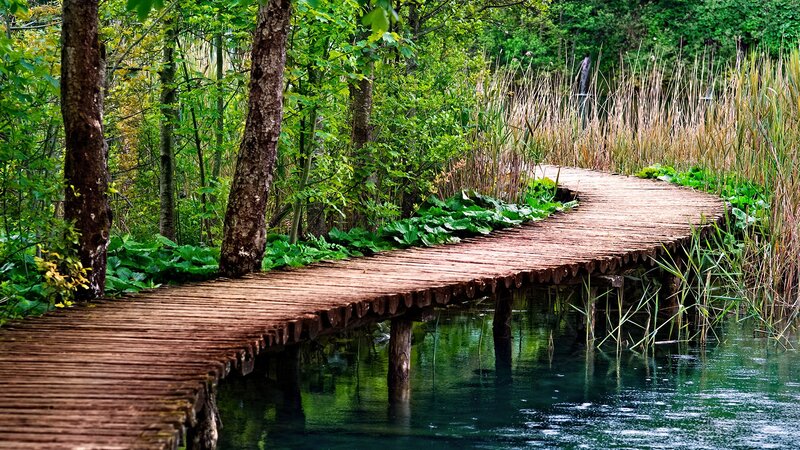 Wooden boardwalk through forest pond