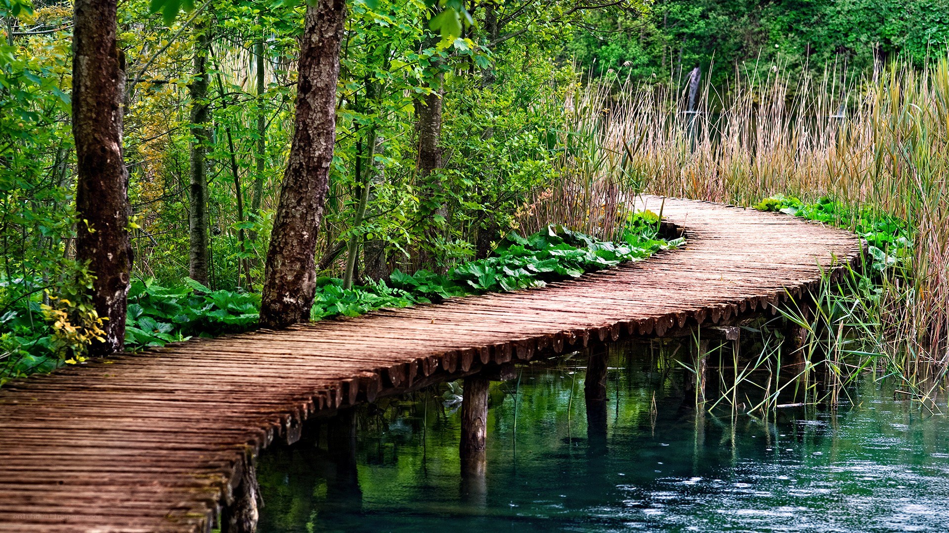 Wooden boardwalk through forest pond