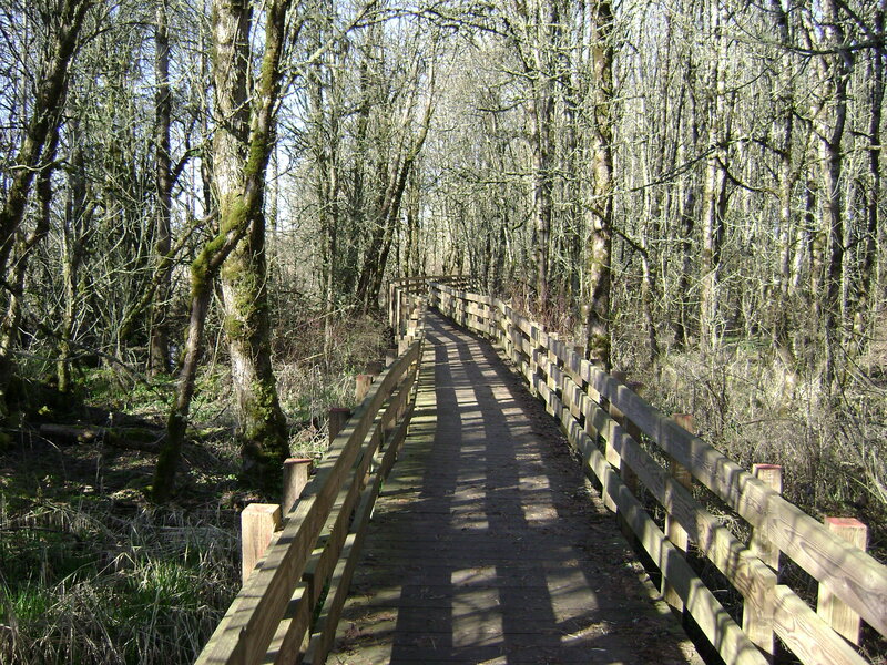 Wooden boardwalk through forest