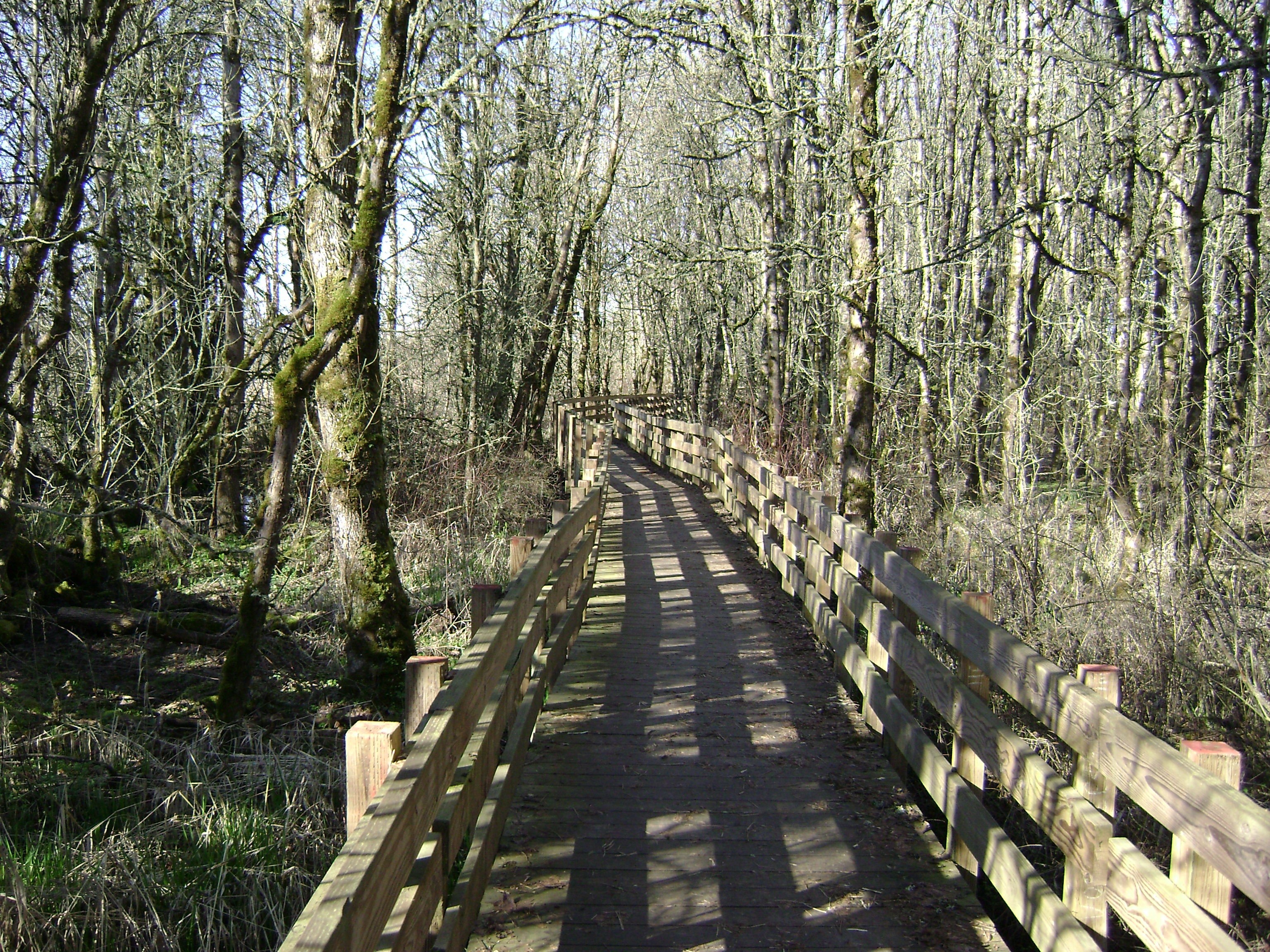Wooden boardwalk through forest