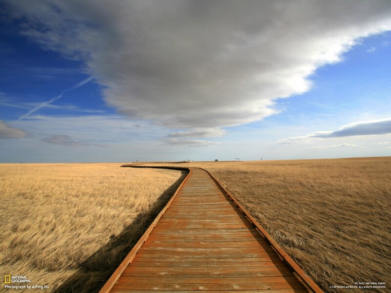 Wooden boardwalk through grassland