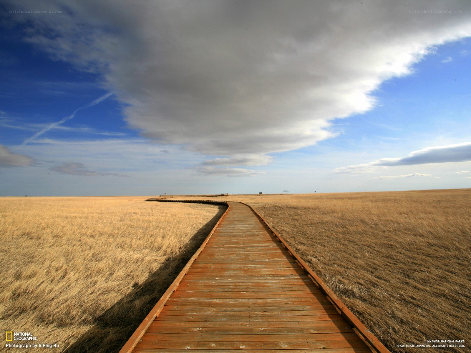 Wooden boardwalk through grassland