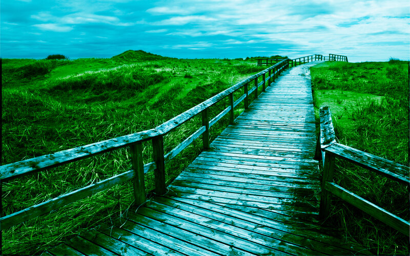 Wooden boardwalk through grassy dunes