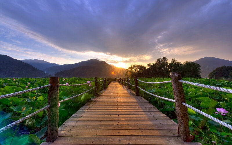 Wooden Boardwalk Through Lotus Pond