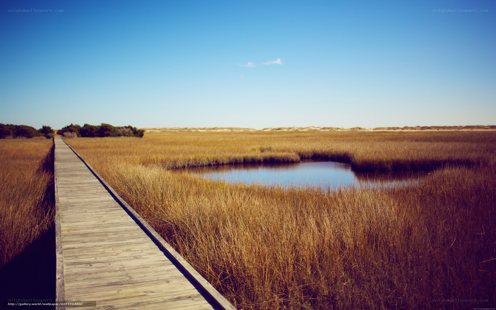 Wooden boardwalk through marsh