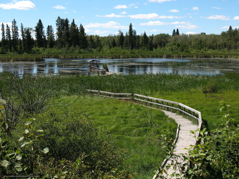 Wooden boardwalk through marshland