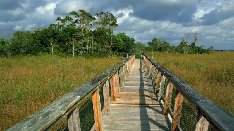 Wooden boardwalk through marshland