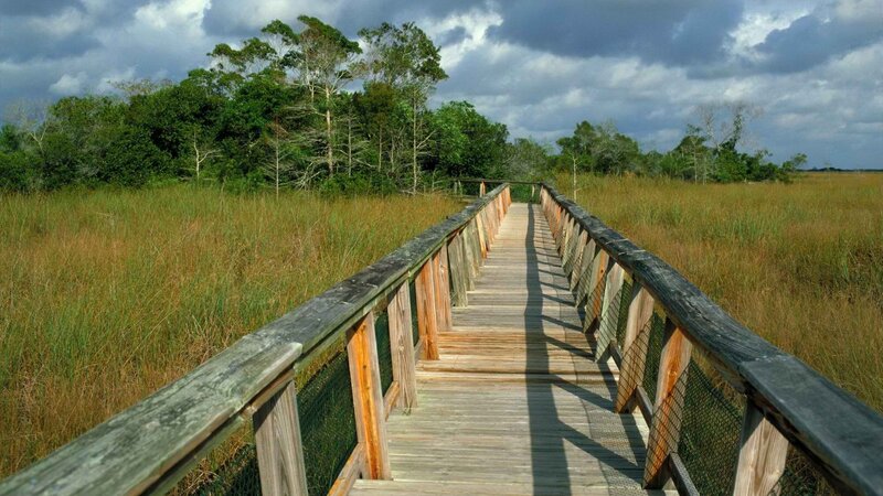 Wooden boardwalk through marshland