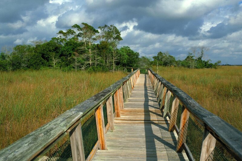 Wooden boardwalk through marshland