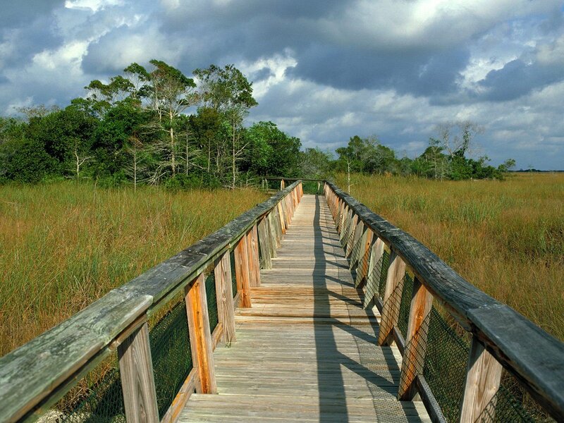 Wooden boardwalk through marshland