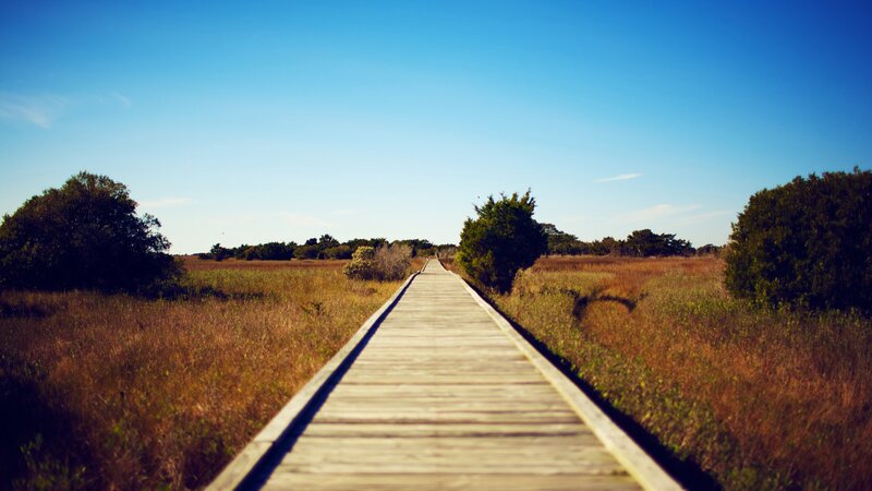 Wooden boardwalk through marshland