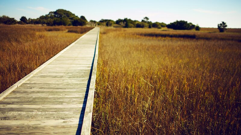 Wooden boardwalk through marshland
