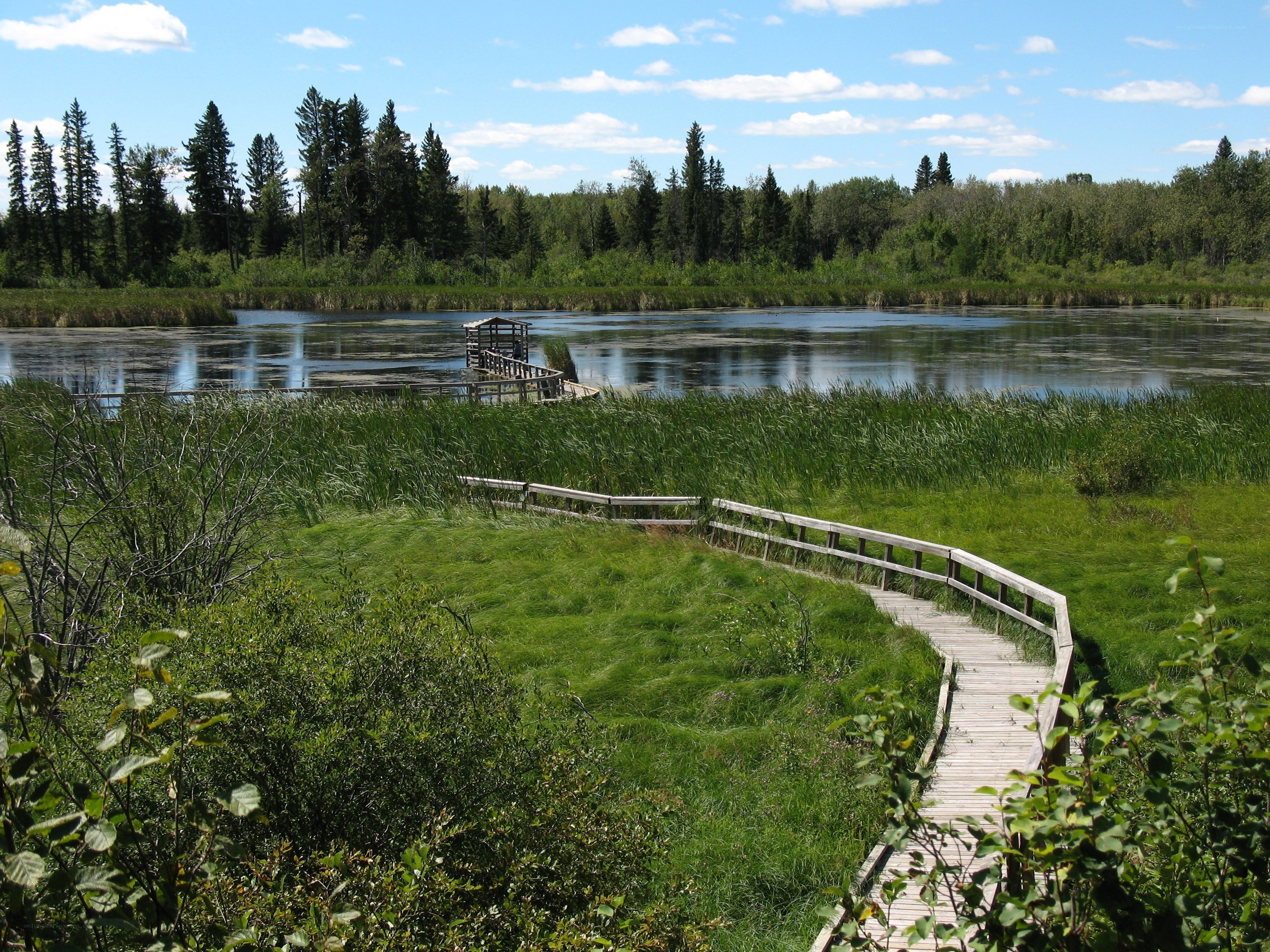 Wooden boardwalk through marshland