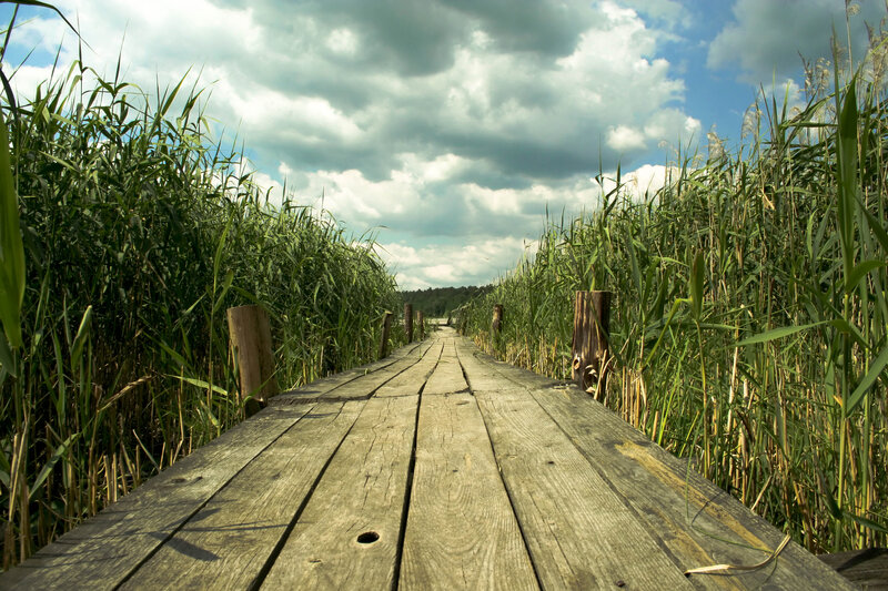 Wooden Boardwalk Through Reeds