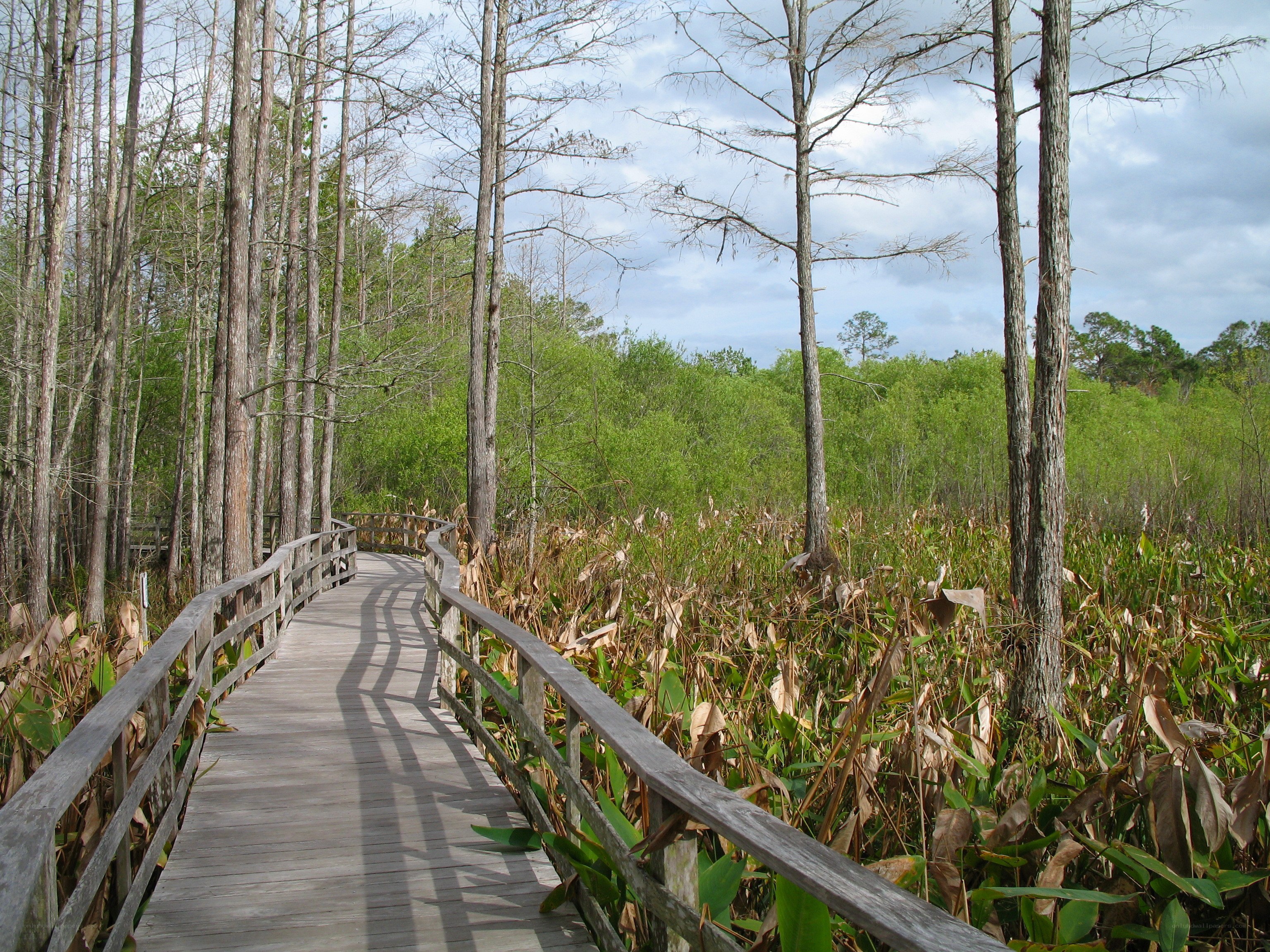 Wooden boardwalk through swamp