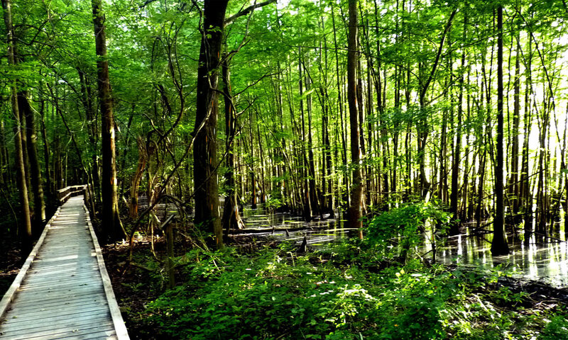 Wooden boardwalk through swamp forest