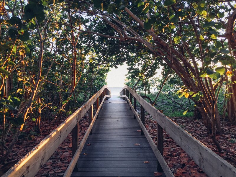 Wooden Boardwalk Through Trees