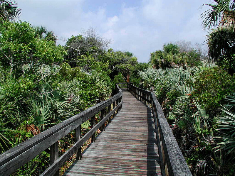 Wooden boardwalk through tropical foliage