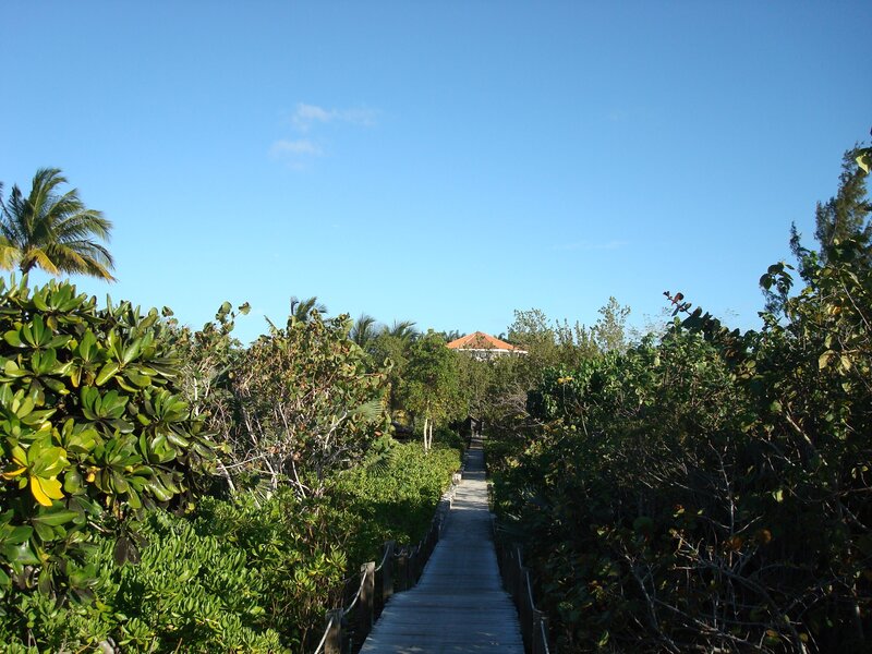 Wooden boardwalk through tropical foliage