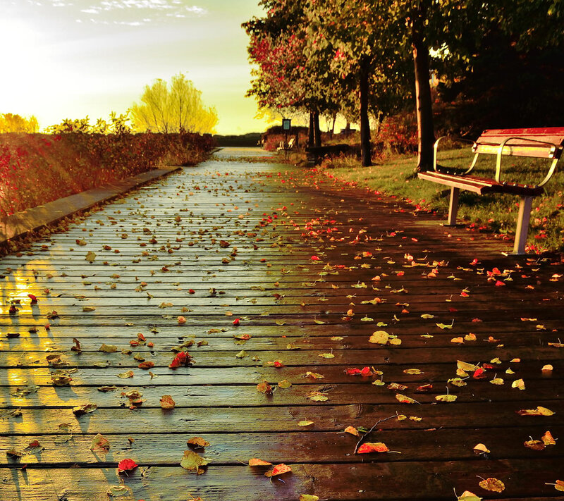 Wooden Boardwalk with Leaves